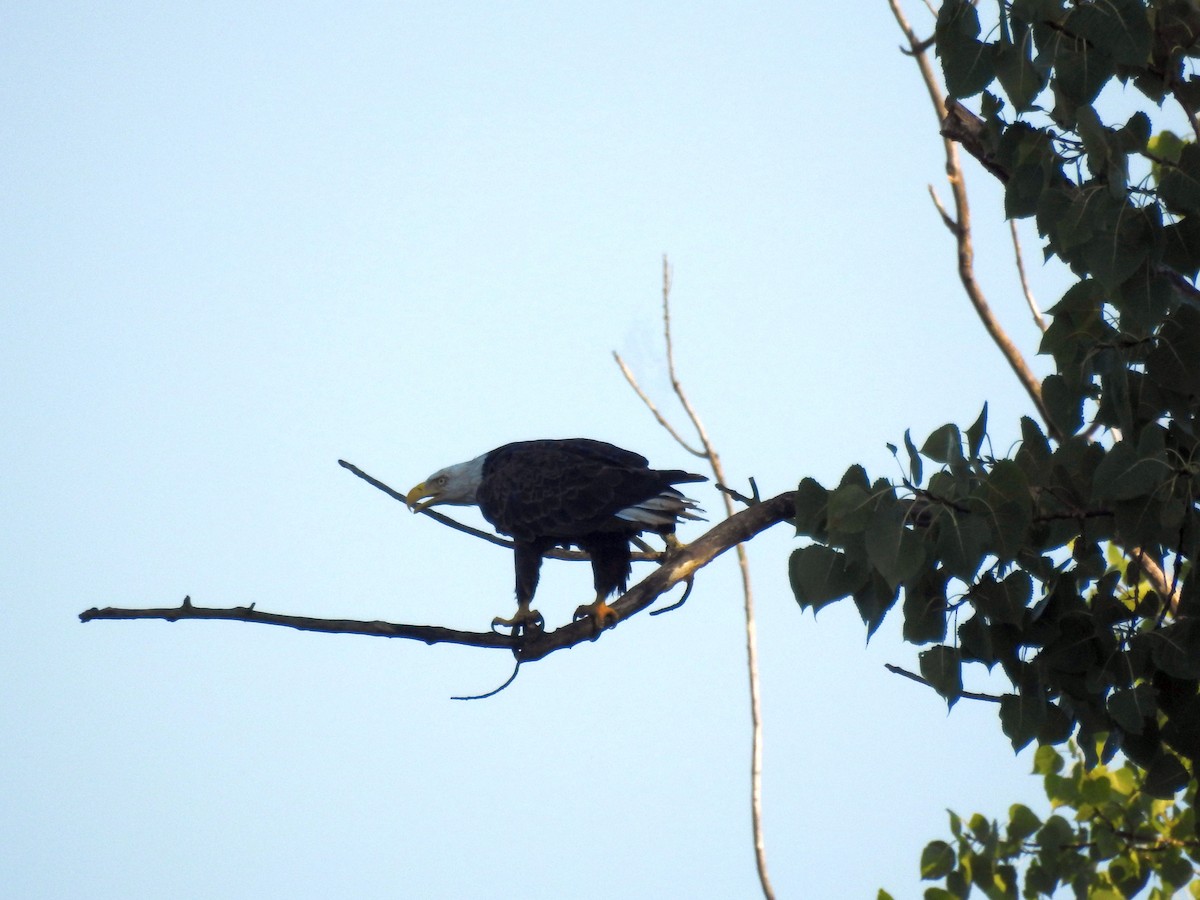 Bald Eagle - Rick Luehrs