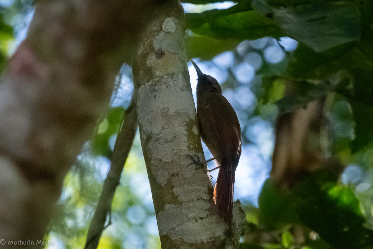 Plain-brown Woodcreeper - ML110616021