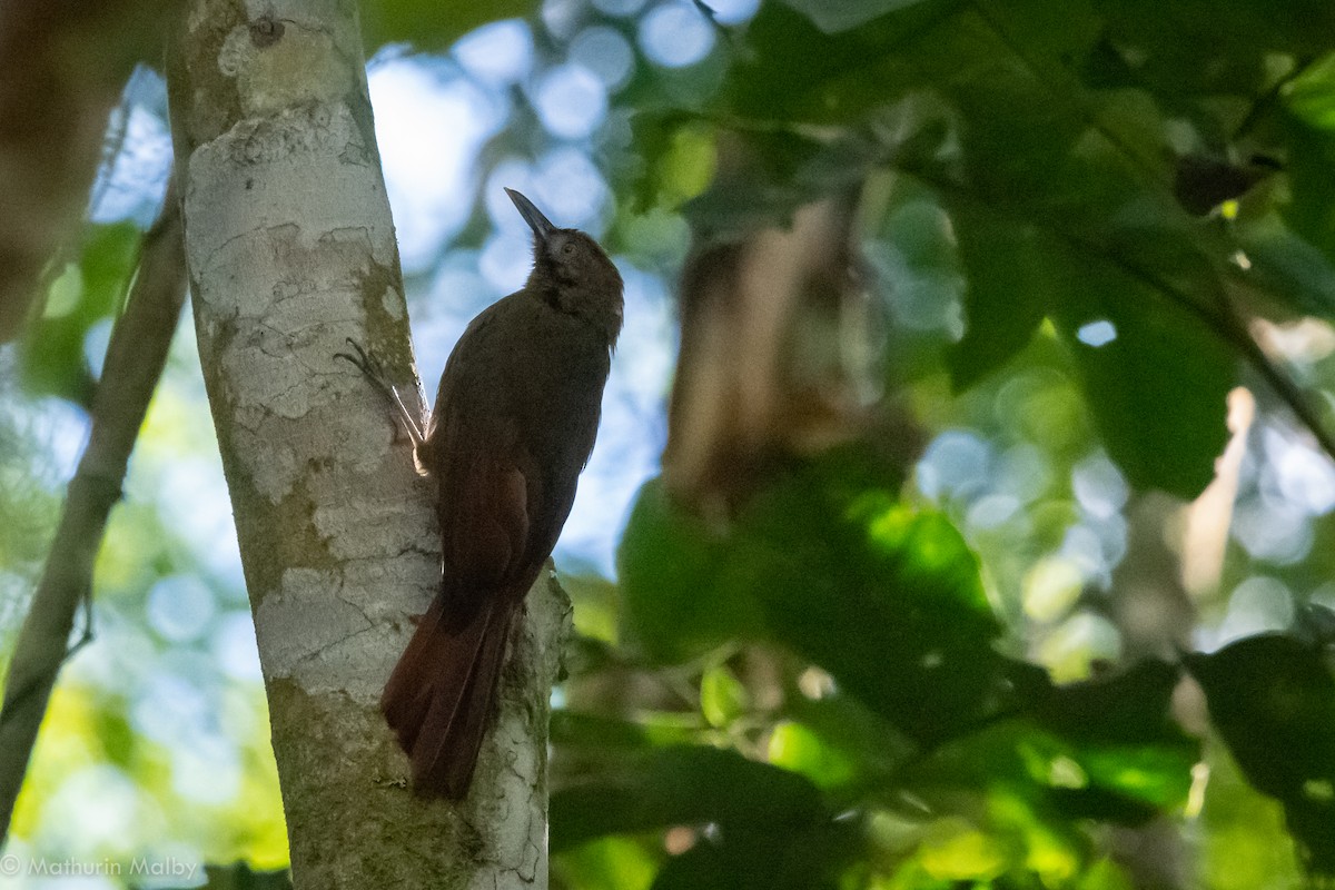 Plain-brown Woodcreeper - ML110616031