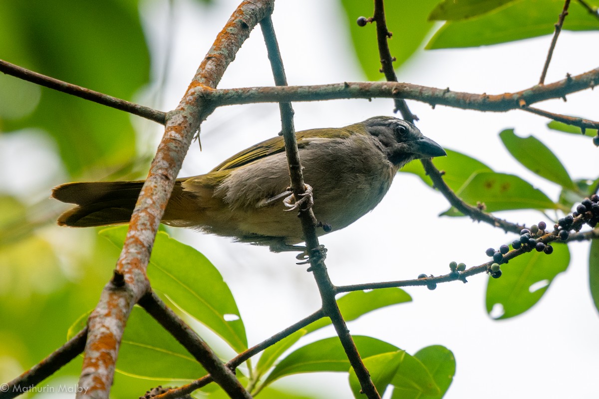 Buff-throated Saltator - ML110616301