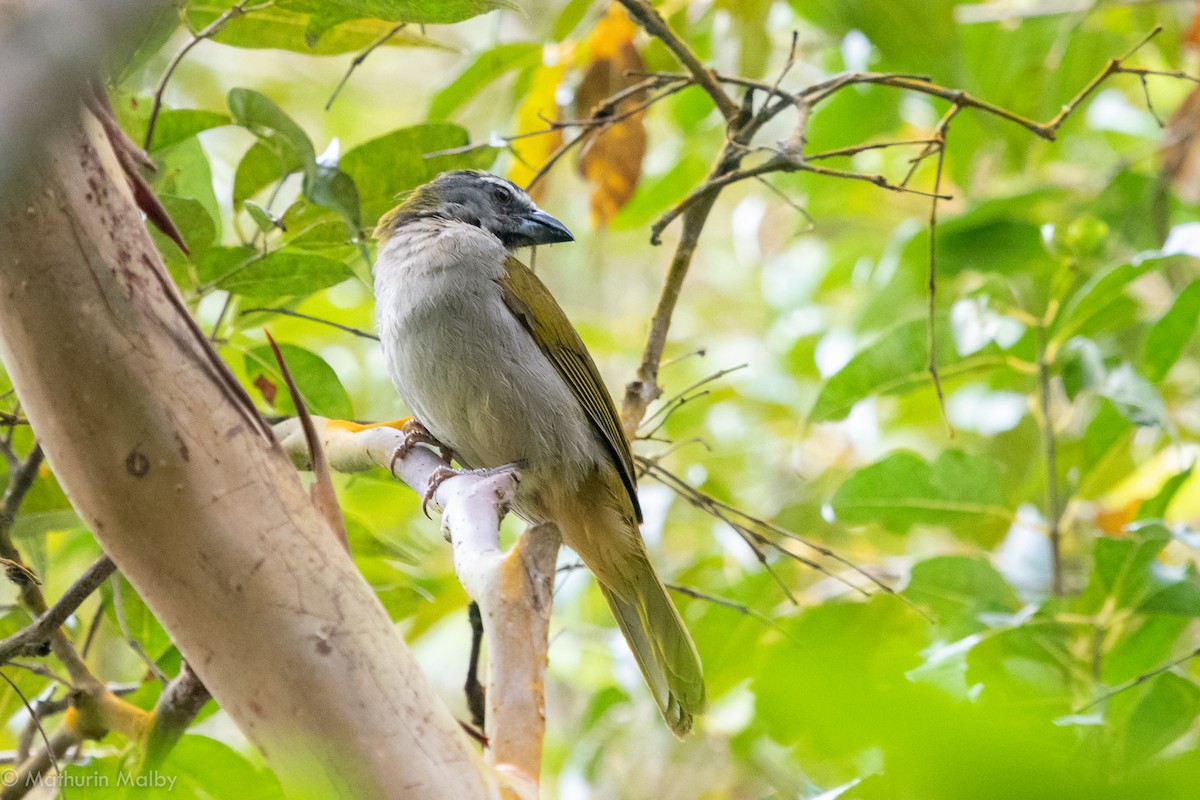 Buff-throated Saltator - ML110616351