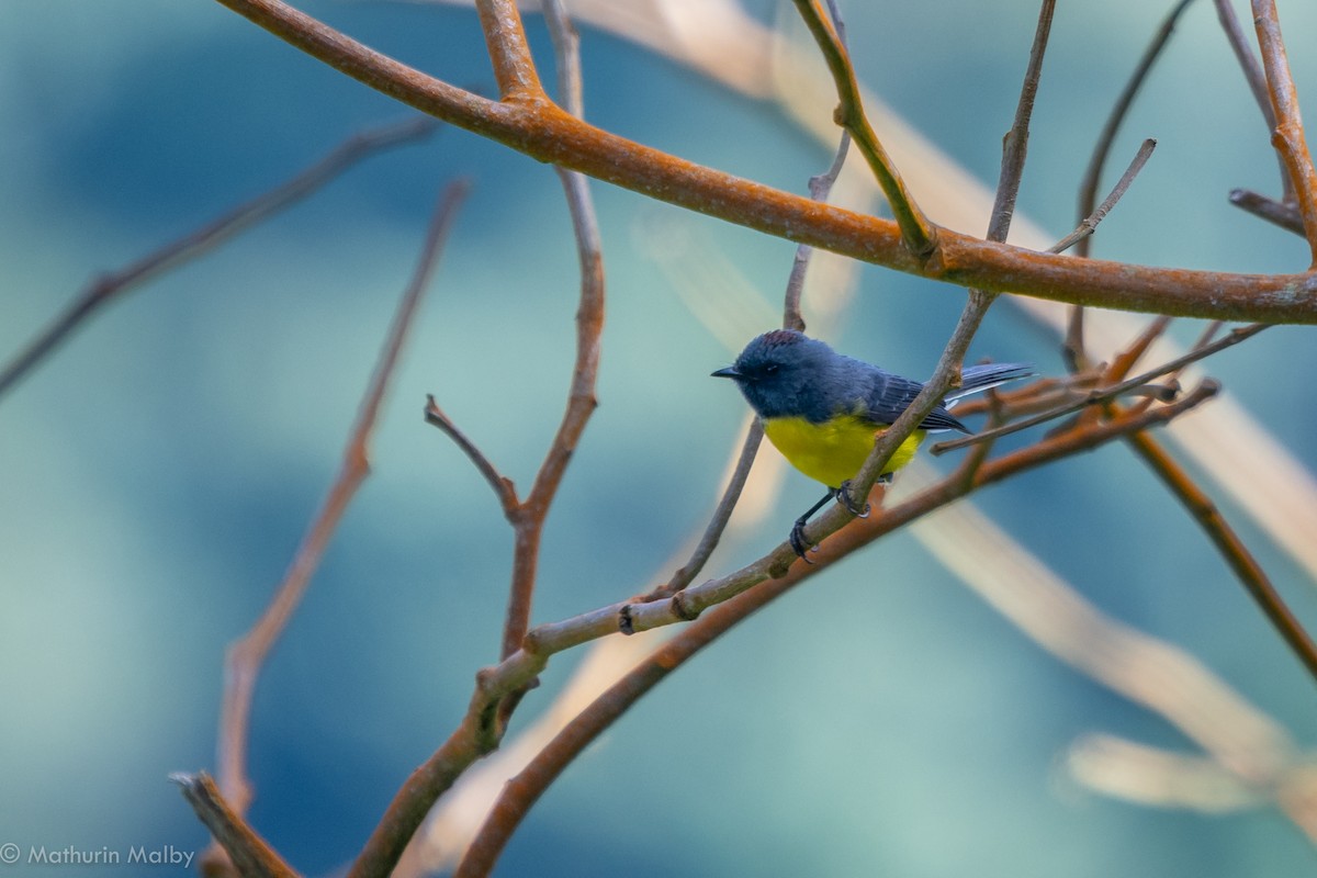 Slate-throated Redstart - ML110616491