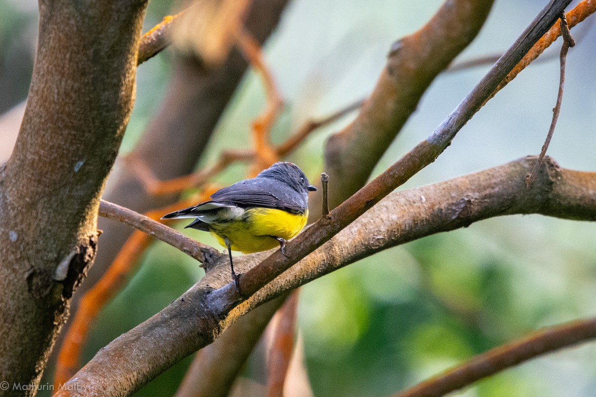 Slate-throated Redstart - ML110616591