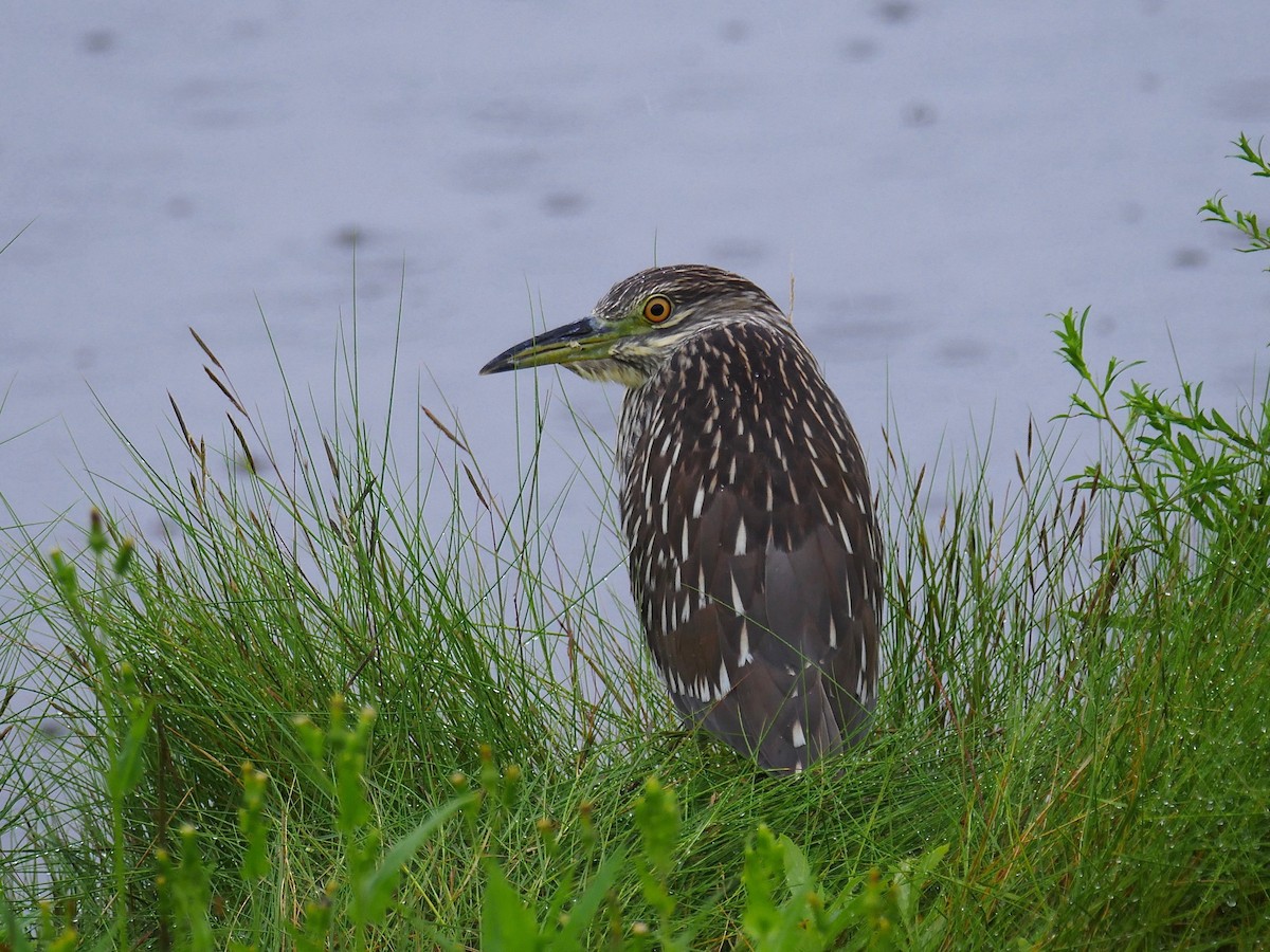 Black-crowned Night Heron - ML110617271