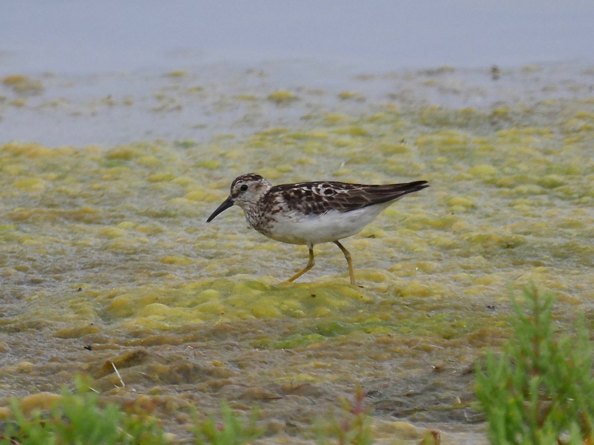 Least Sandpiper - ML110617381