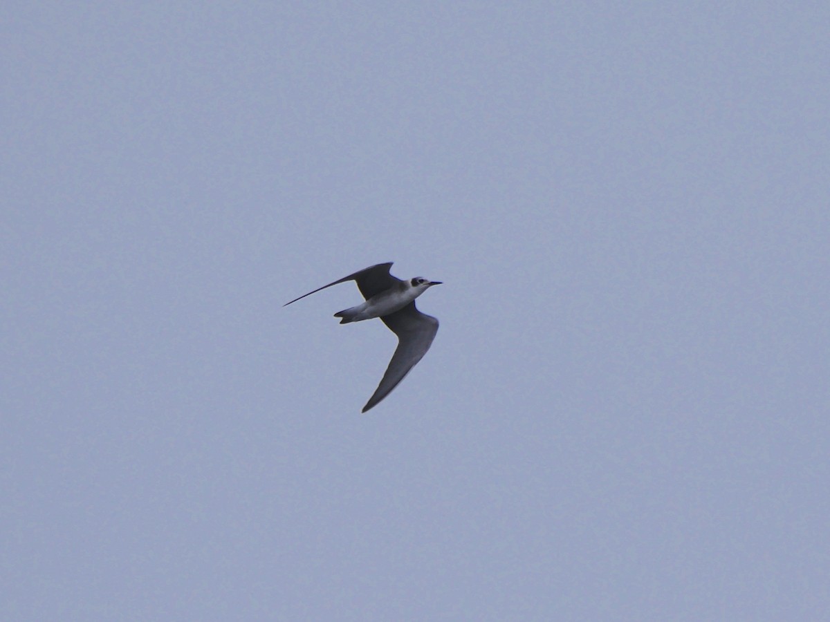 Black Tern - ML110617471