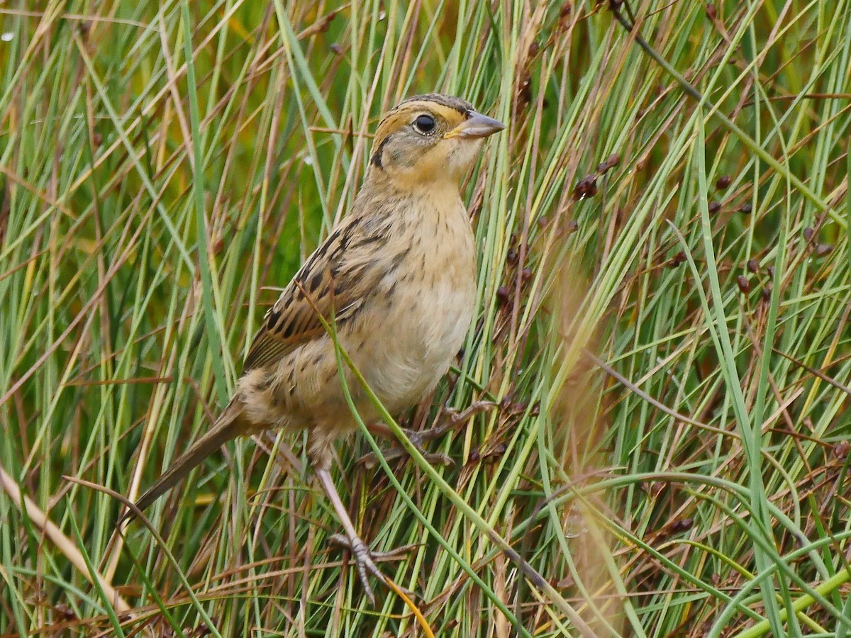 Saltmarsh Sparrow - Jeffrey Thomas