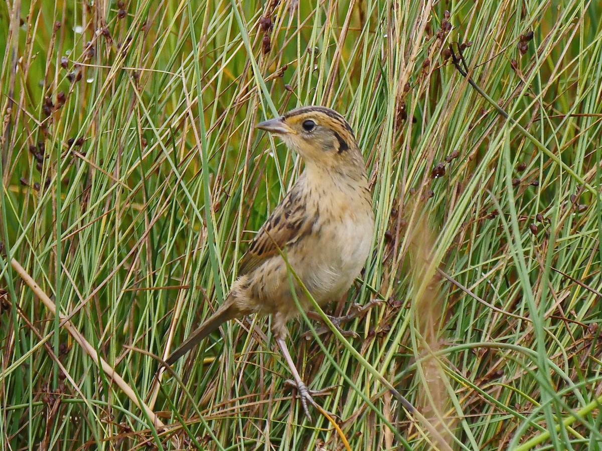 Bruant à queue aiguë - ML110617631