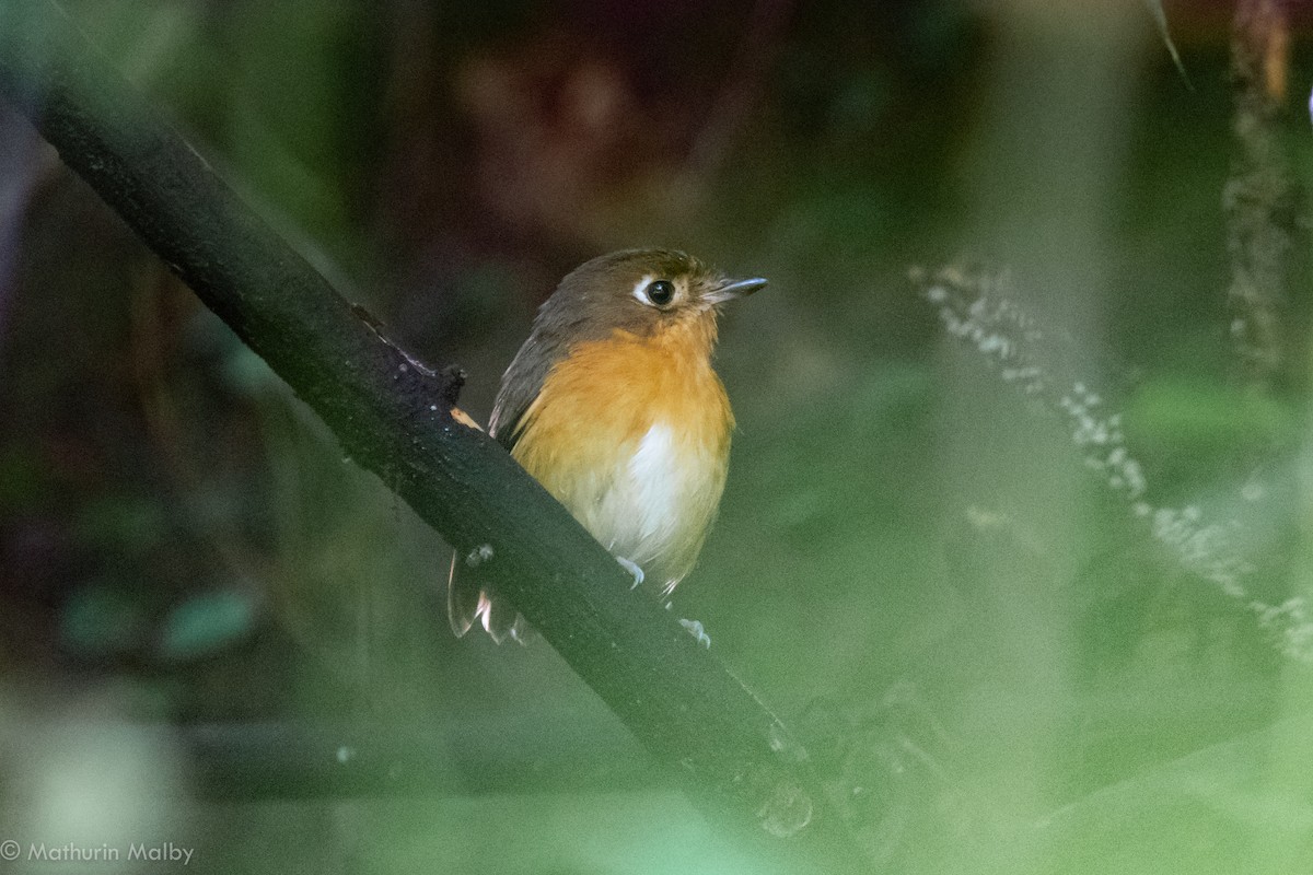 Rusty-breasted Antpitta - ML110617761