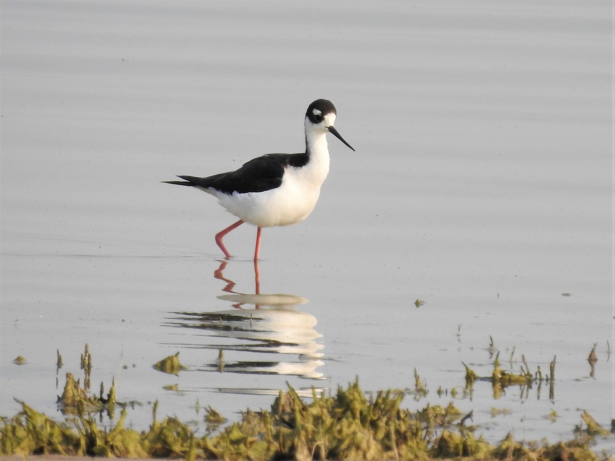 Black-necked Stilt - ML110617991