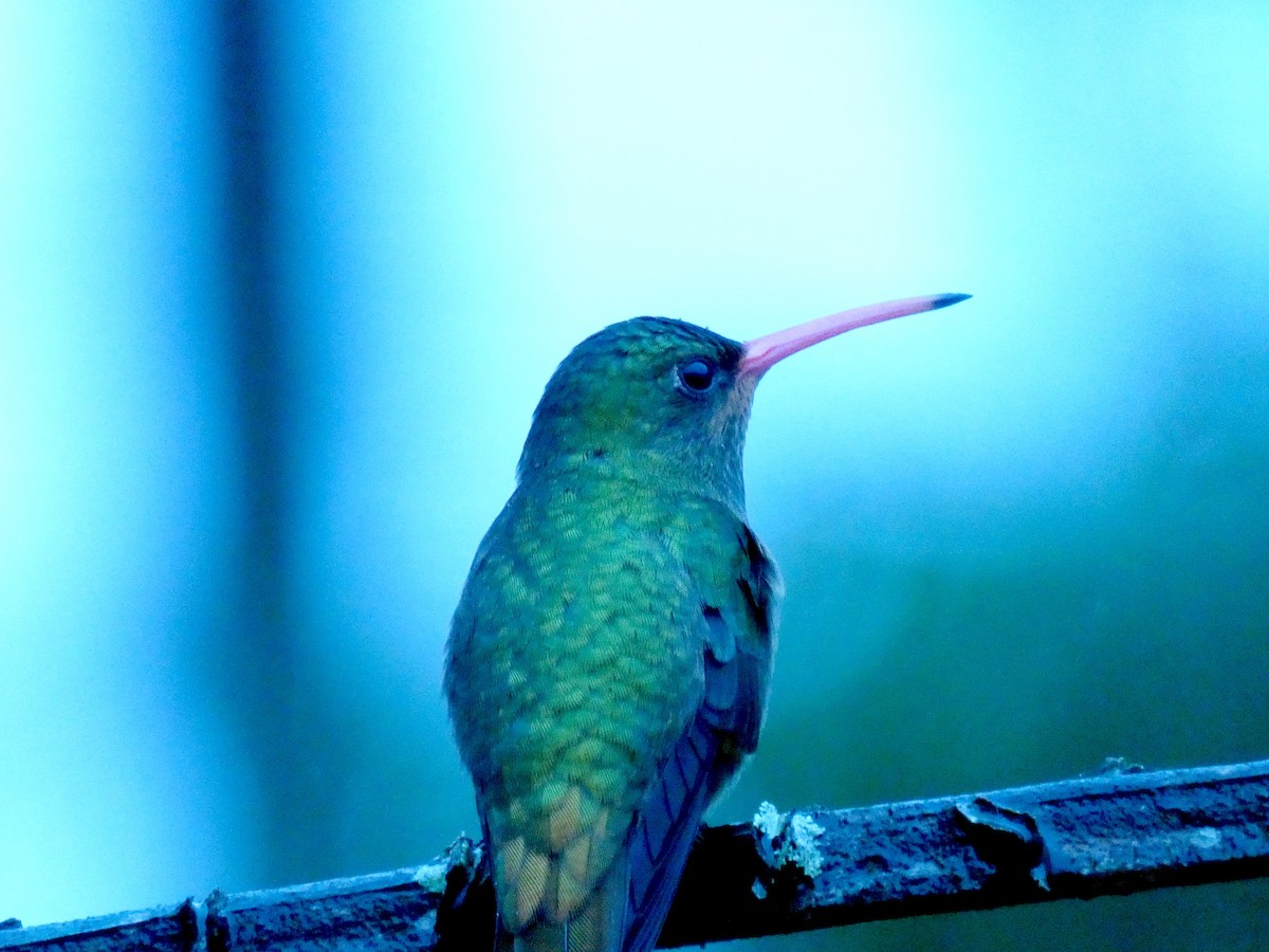 Gilded Hummingbird - Paulo Krieser