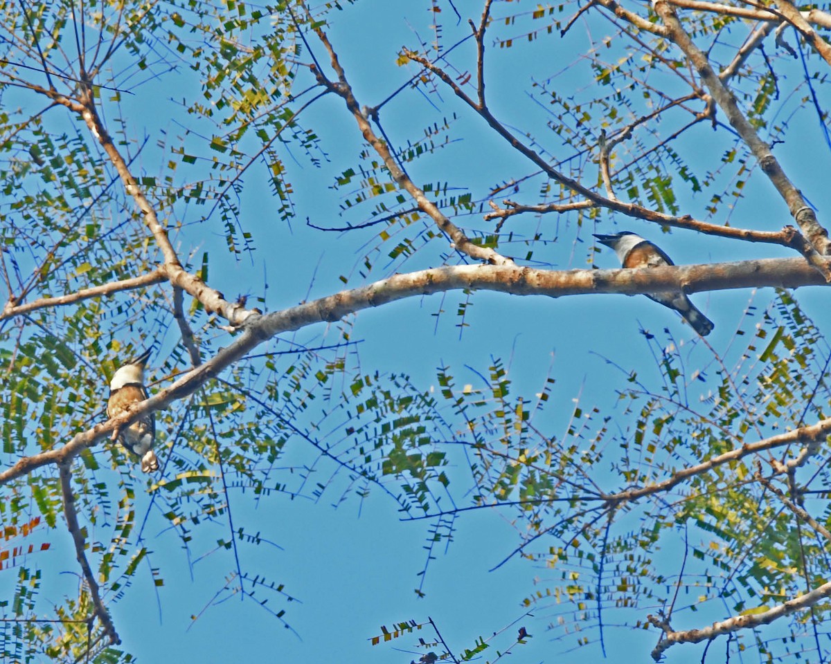 Brown-banded Puffbird - ML110621981