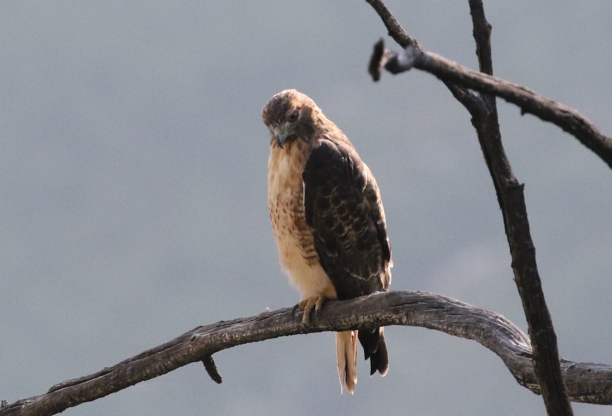 Red-tailed Hawk - ML110623551