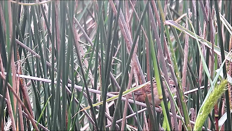 Bay-capped Wren-Spinetail - ML110624621