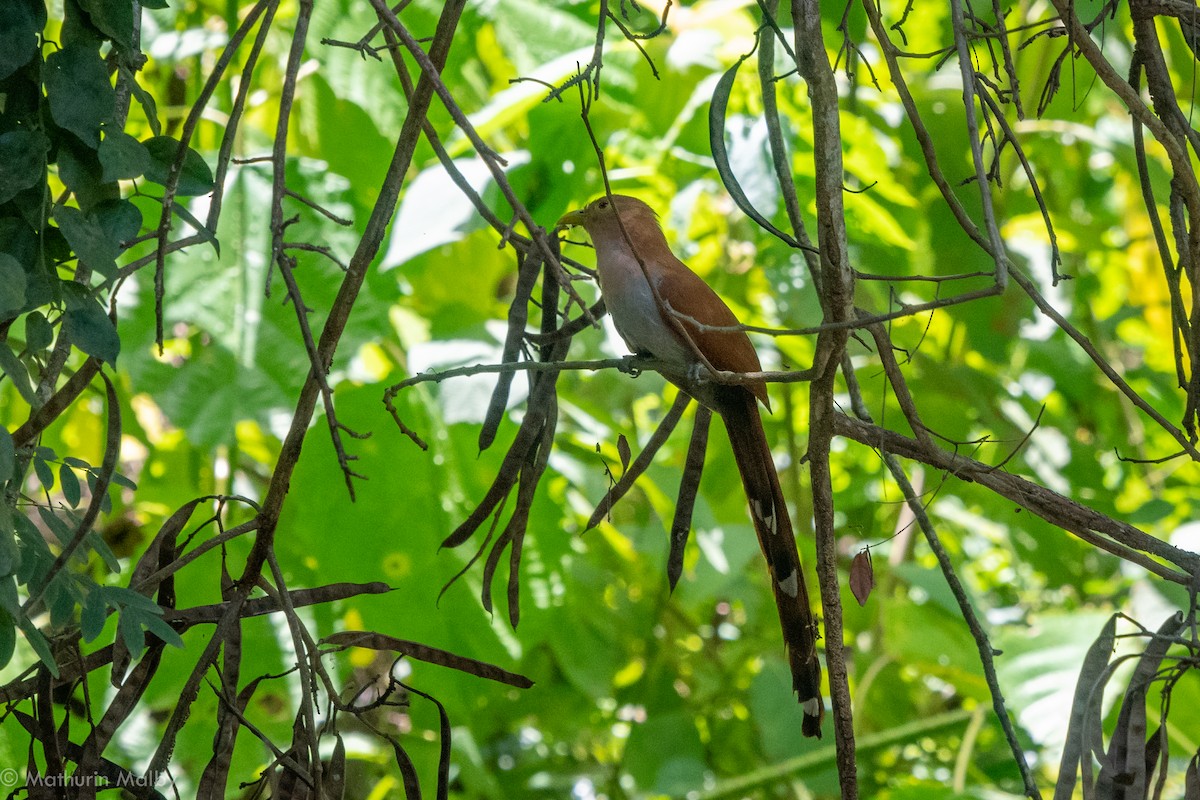 Squirrel Cuckoo - Mathurin Malby