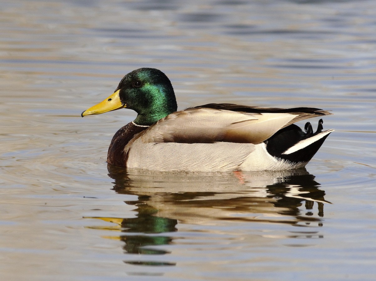 Mallard - Heather Pickard