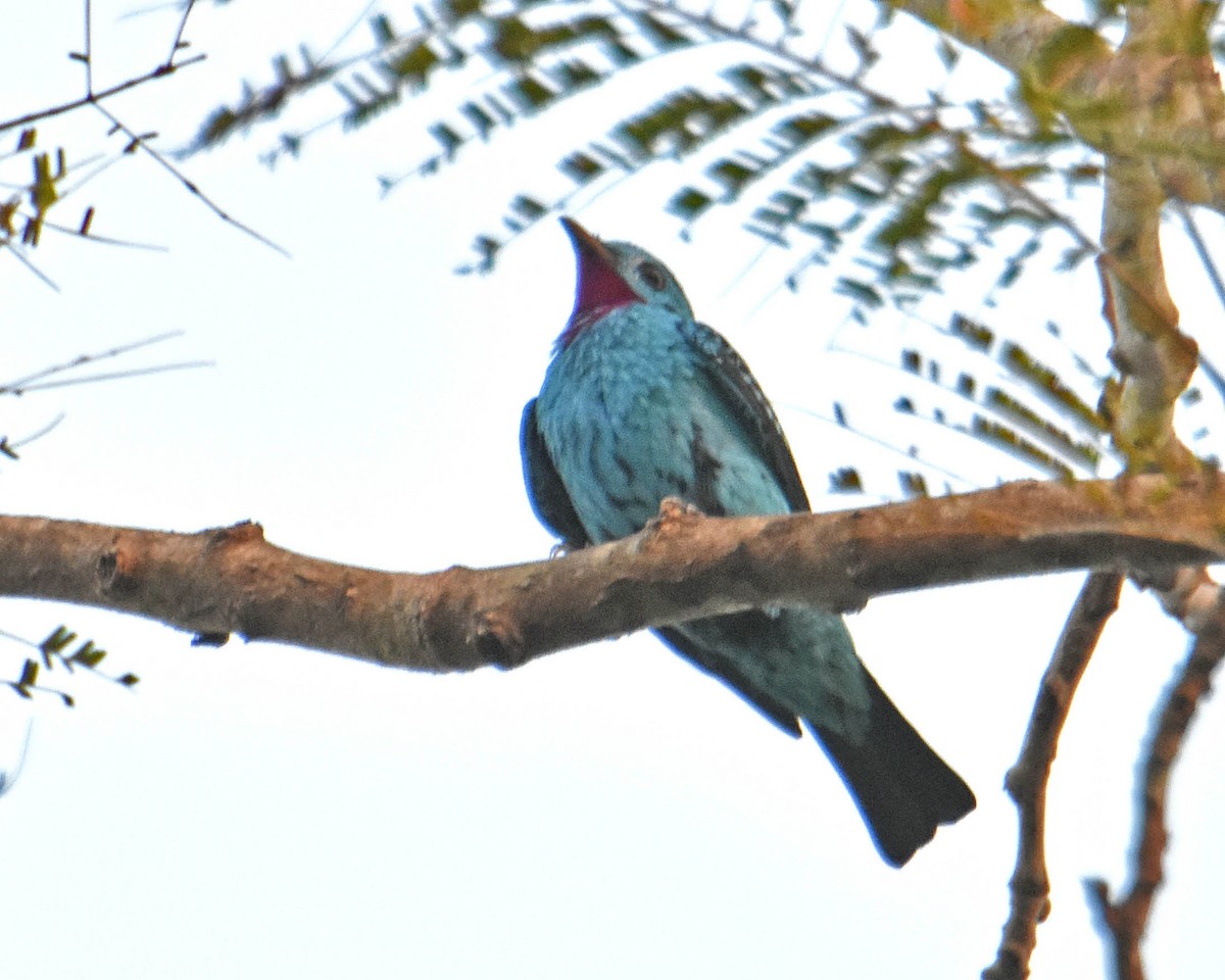 Cotinga de Cayenne - ML110626461