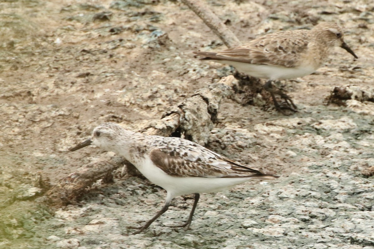 Гурвалж элсэг - ML110626651