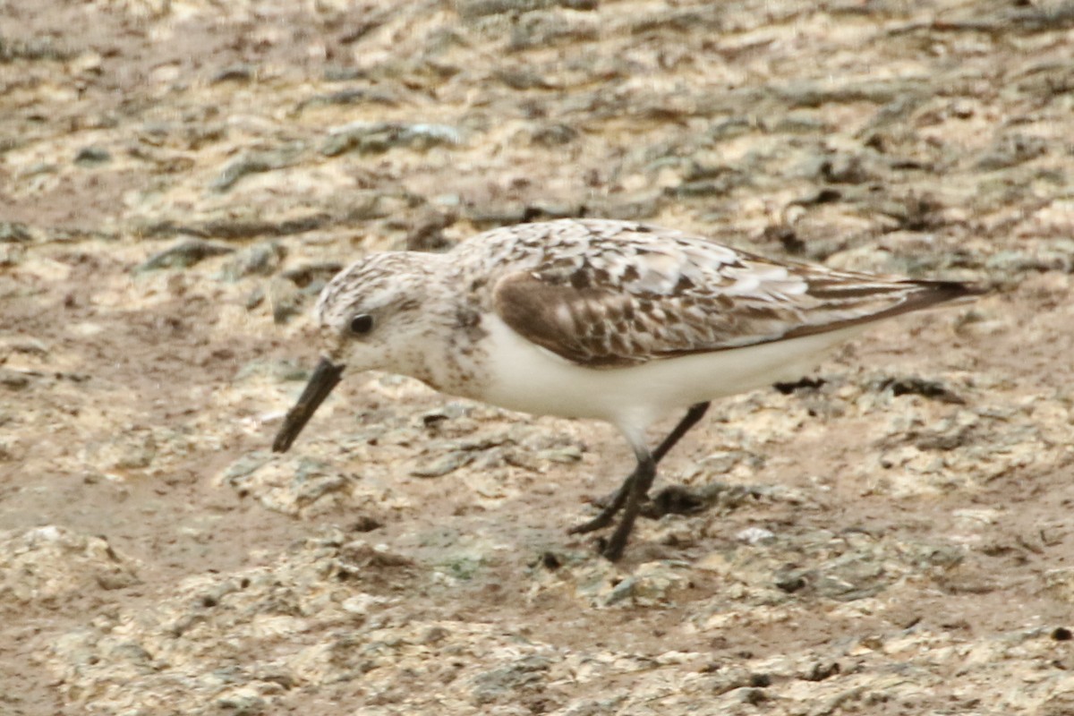 Гурвалж элсэг - ML110626681