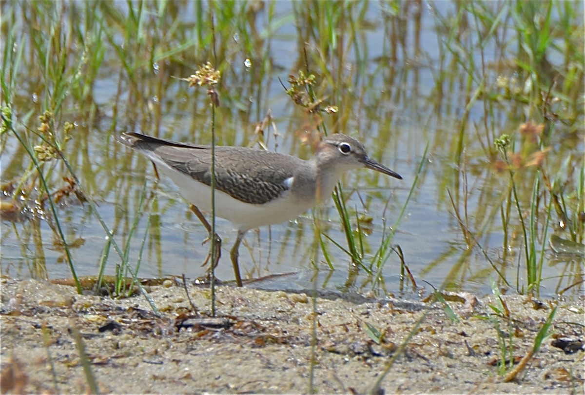 Spotted Sandpiper - ML110628161