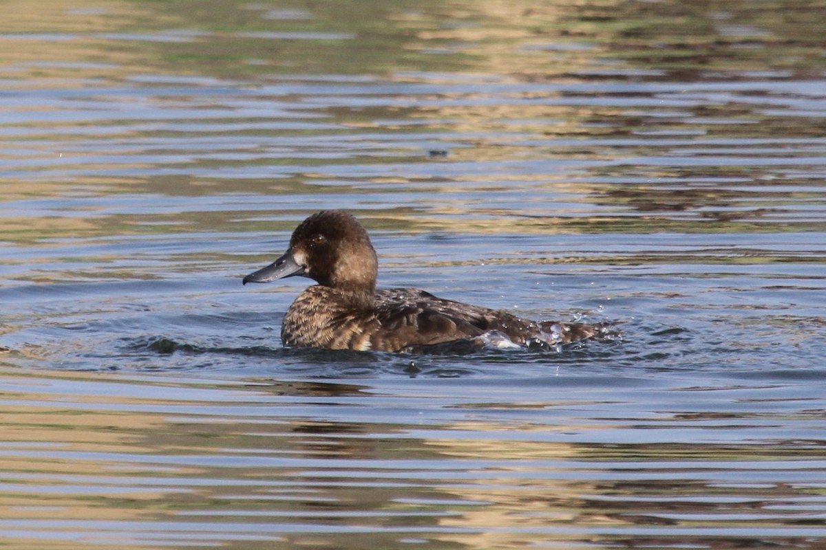 Lesser Scaup - ML110629531