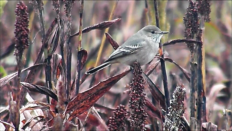 Lesser Shrike-Tyrant - ML110630761