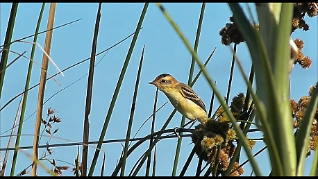 カンムリムシクイタイランチョウ - ML110631721