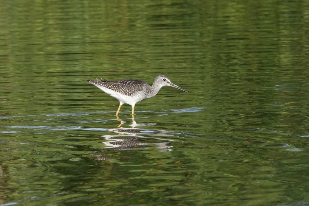 Greater Yellowlegs - ML110633821