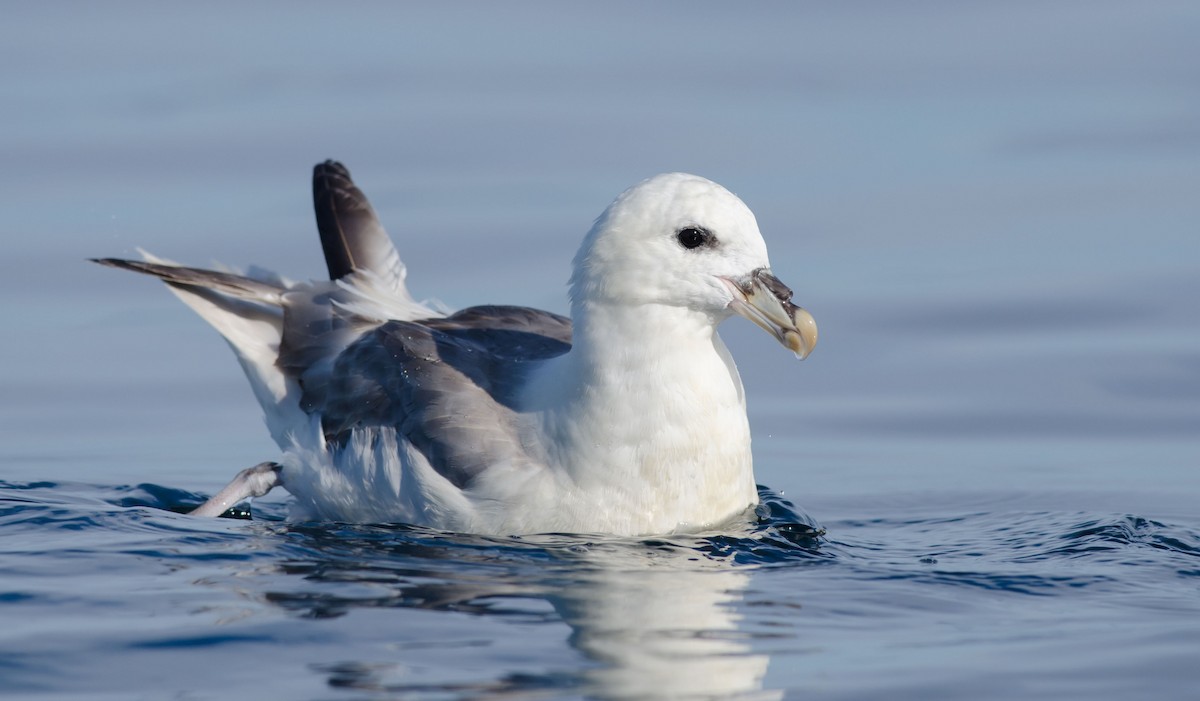 Northern Fulmar - ML110635321