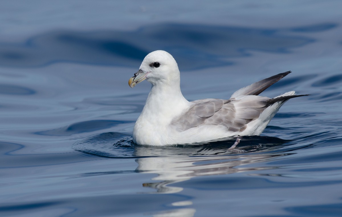 Fulmar boréal - ML110635341