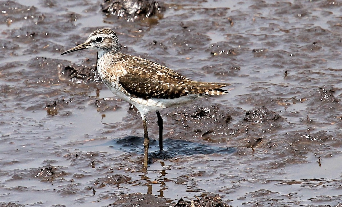 Wood Sandpiper - ML110635361