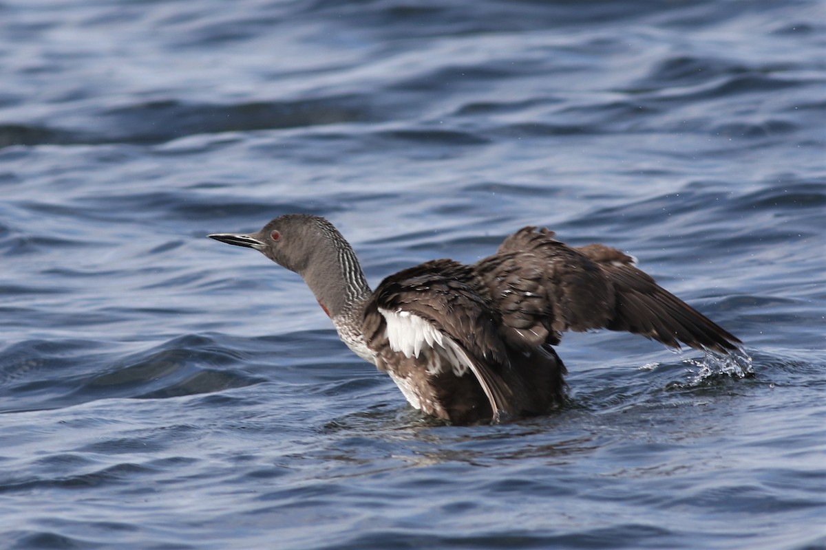 Red-throated Loon - Margaret Viens