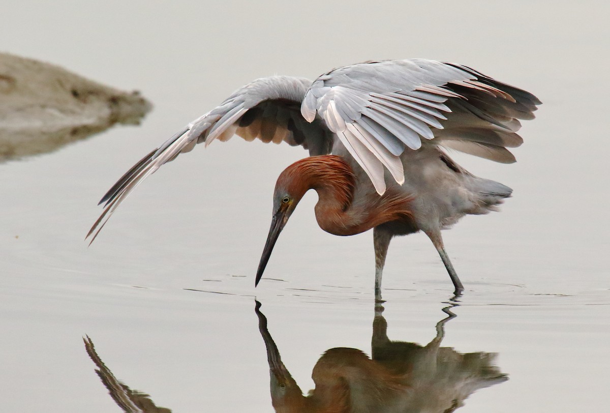 Reddish Egret - ML110638891