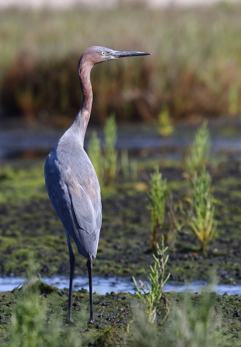 Reddish Egret - ML110638901