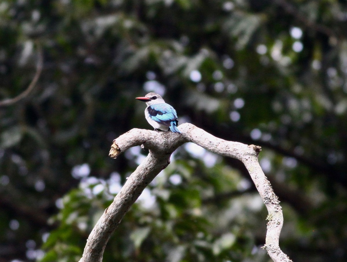 Woodland Kingfisher - ML110639651