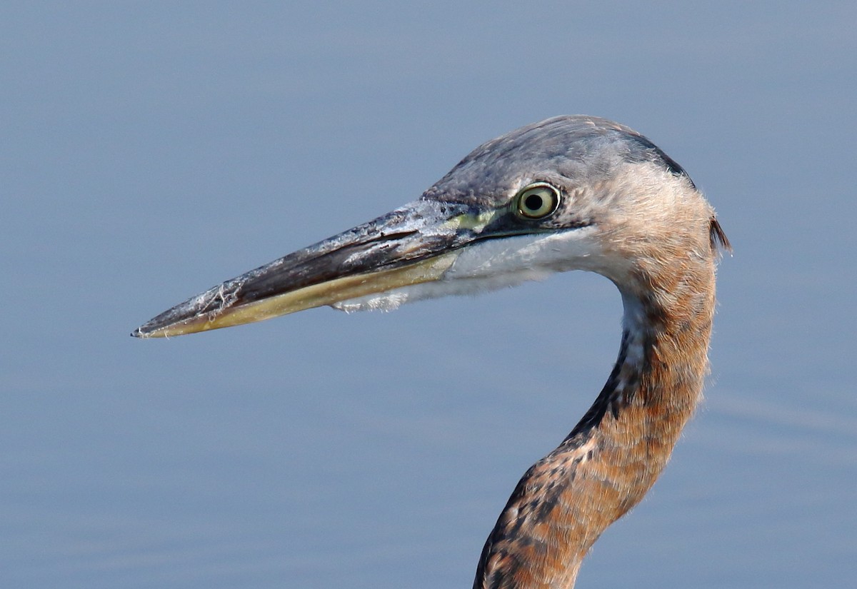 Great Blue Heron - ML110639721