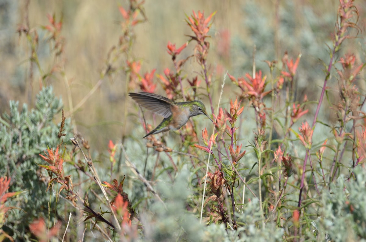 Broad-tailed Hummingbird - ML110639751