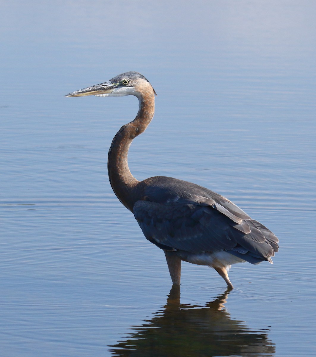 Great Blue Heron - Greg Gillson