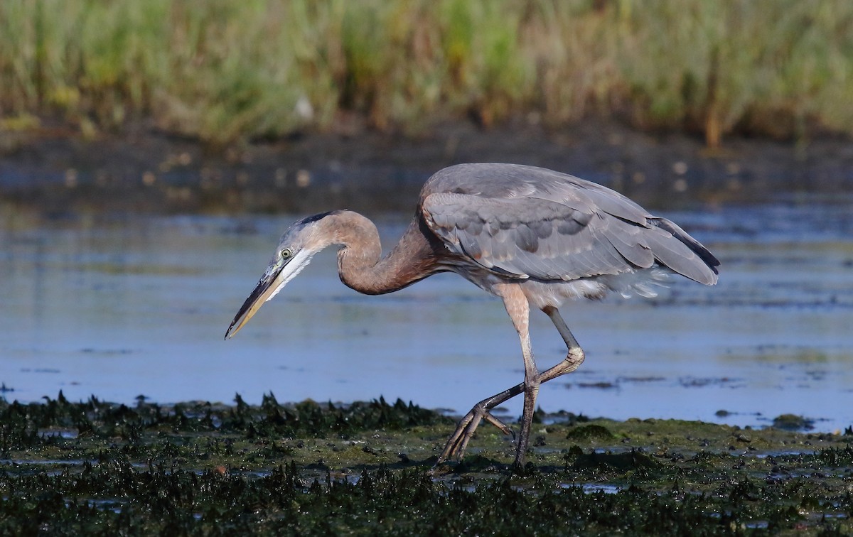 Great Blue Heron - Greg Gillson