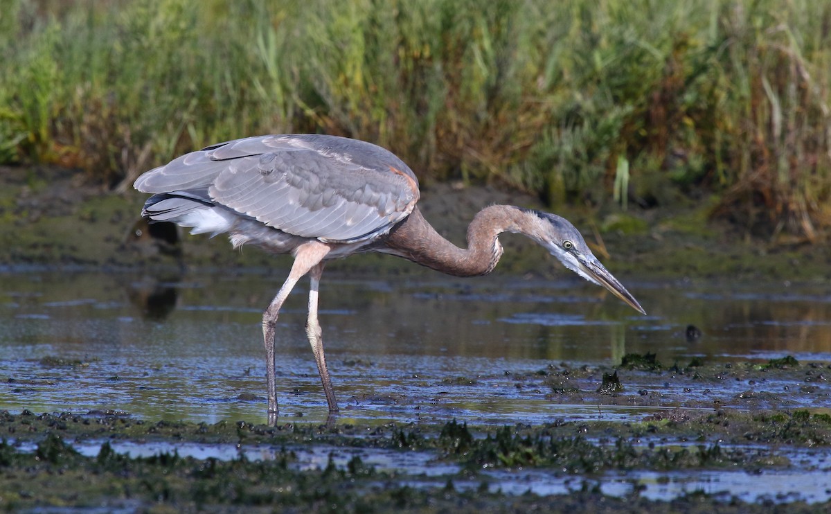 Great Blue Heron - Greg Gillson