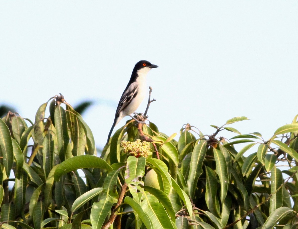 Northern Puffback - ML110640161