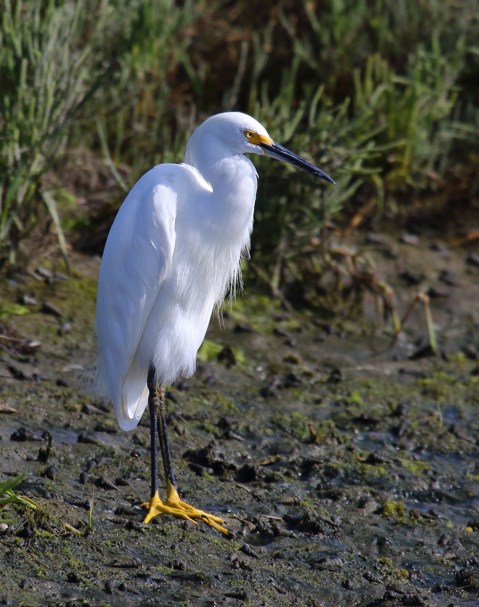 Snowy Egret - Greg Gillson