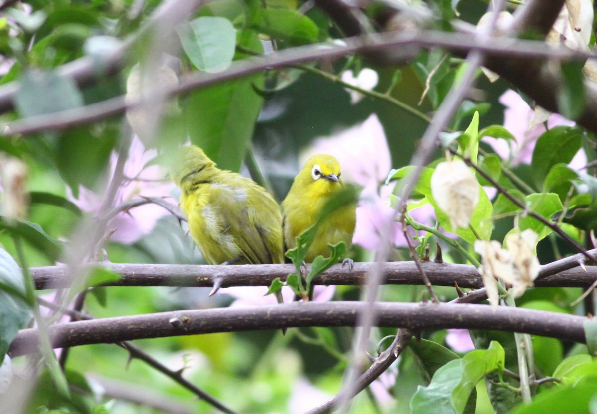 Green White-eye - ML110640501