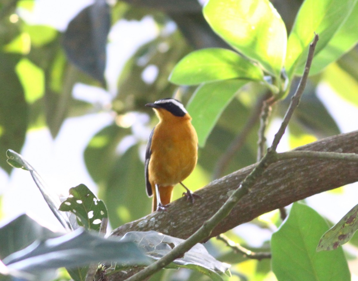 White-browed Robin-Chat - ML110640681