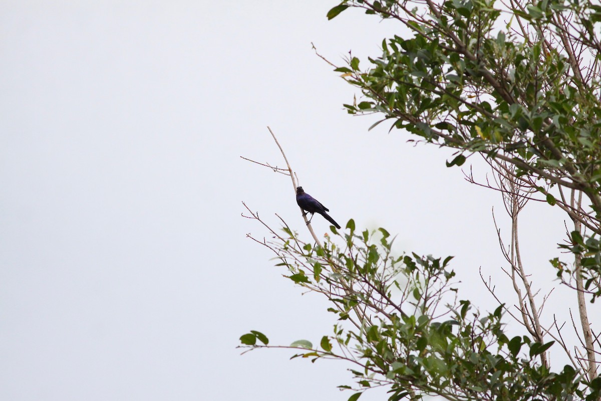 Rüppell's Starling - ML110640801