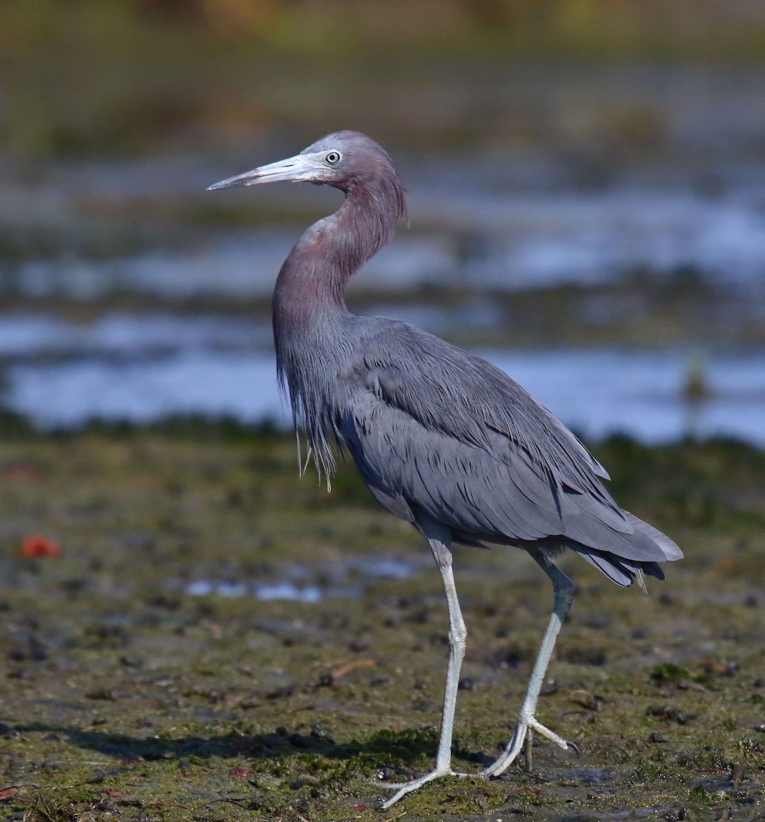 Little Blue Heron - Greg Gillson