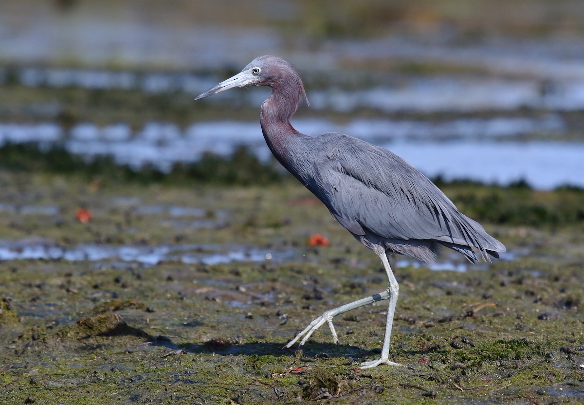 Aigrette bleue - ML110641061