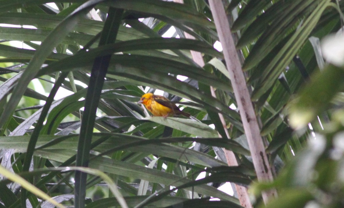 Orange Weaver - ML110641631