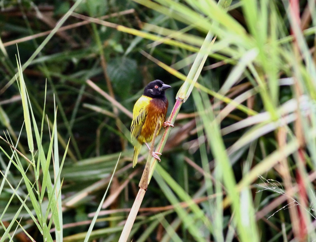 Golden-backed Weaver - ML110641851