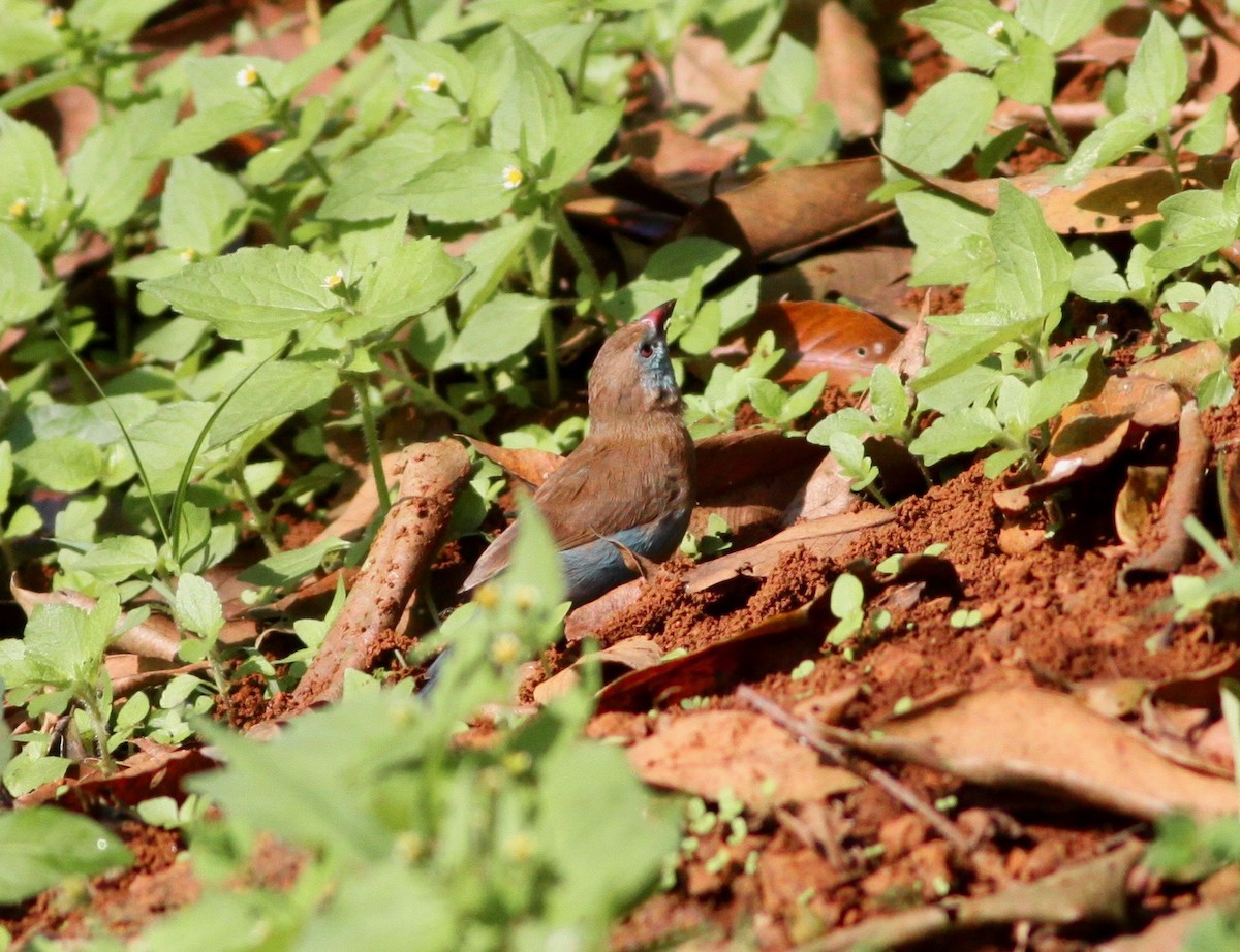 Red-cheeked Cordonbleu - ML110642011